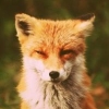 foxbreak